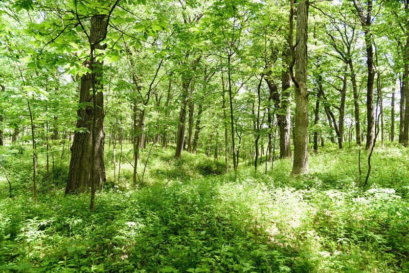 Bur oak savanna along the Hobart Woodland Trail.