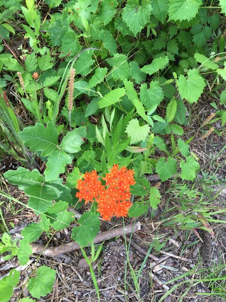 Butterfly weed?