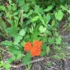 Butterfly weed?