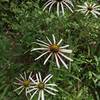 Amazing flowers on the trail.