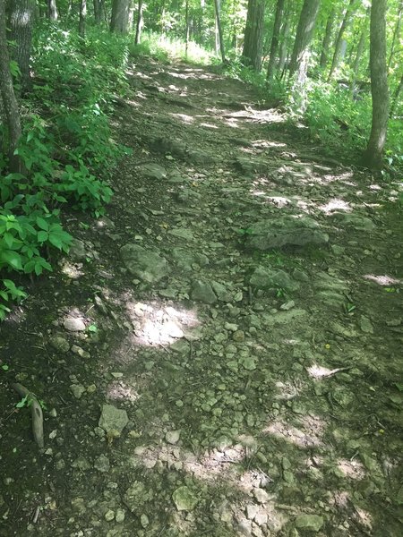 Rocky terrain on the Osprey Trail.