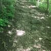 Rocky terrain on the Osprey Trail.