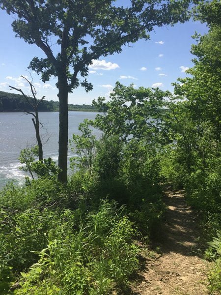 The Coralville Reservoir just beyond the Osprey Trail, looking north.