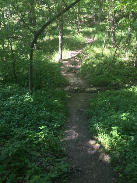 Osprey Trail.