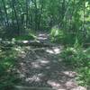 The Osprey to Cedar Shelter connector just before it connects to the main trail.