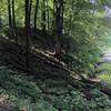 Field Campus Trail along a cove on Lake MacBride.