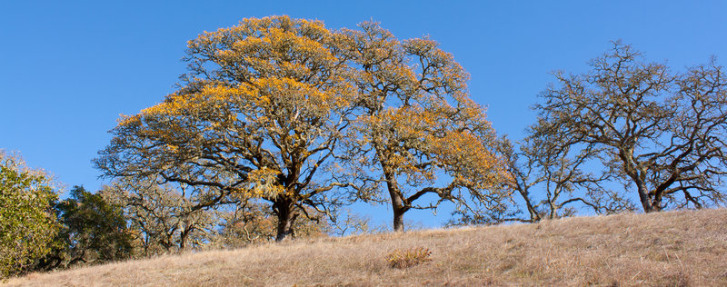 Tree at Shiloh Regional Park .