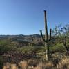 Saguaro blooming in June with Rincon Mountains in the background.