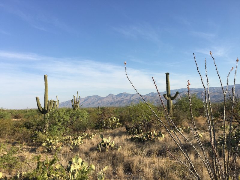 Blooming saguaros along Squeeze Pen trail. In distance are the Santa Catalina Mountains, Pusch Ridge, and Mt. Lemmon.