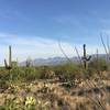 Blooming saguaros along Squeeze Pen trail. In distance are the Santa Catalina Mountains, Pusch Ridge, and Mt. Lemmon.