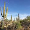 Saguaros and a variety of desert plants along Carrillo trail.