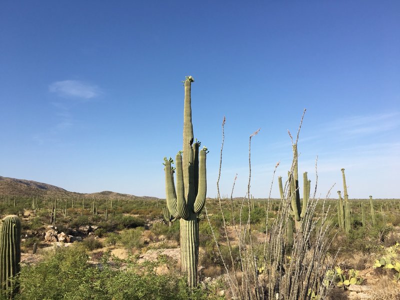 Flowering saguaro along Carrillo trail.