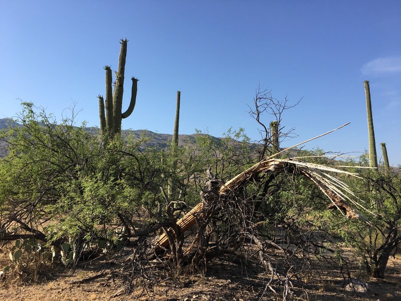 Old saguaro came to rest in a mesquite tree while other saguaros are flowering.