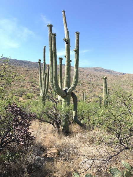 Flowering Saguaros along Carrillo trail.