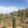 Saguaros on a rocky slope along the Carrillo trail. Pusch Ridge in the distance.