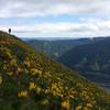 Springtime hikes on Dog Mountain are always a treat.