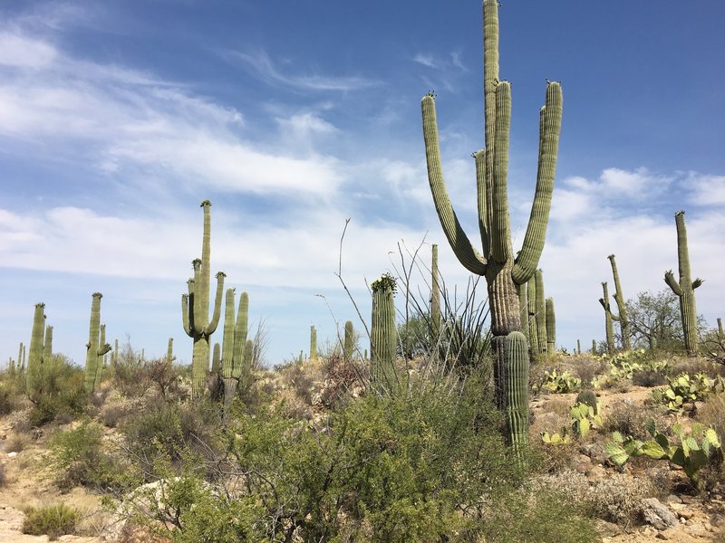 Flowering Saguaros on a hot June day.