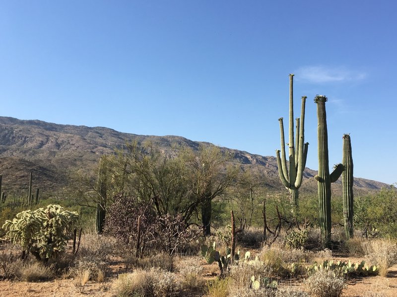 Flowering Saguaros, chollas, and prickly pear cacti.