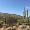 Flowering Saguaros, chollas, and prickly pear cacti.