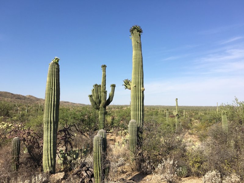 Flowering mature and you Saguaros along the Bajada Vista trail.