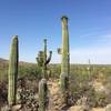 Flowering mature and you Saguaros along the Bajada Vista trail.