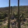 Flowering Saguaros with one of the water tanks. Please carry all your water. This is not a place to collect water.