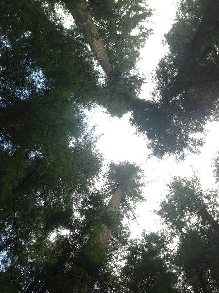 Lookin' up at giant Redwoods!