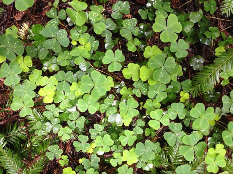 Trying to get lucky looking for a four-leaf clover!