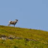 A bighorn sheep up there.