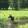 Loved this trail - got up close and personal with a moose. A wonderful trail for solitude.