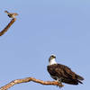 Mocking ignored by this Osprey.