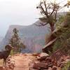 Bighorn Sheep crossing the Bright Angel Trail on our way to Plateau Point.