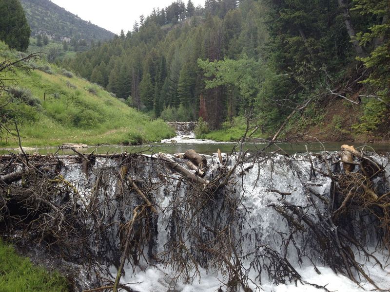 One of many beaver dams along the route.