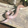 This snake was sunning itself on a plank of wood at the end of the lake on the other side of the path, down in the ravine.