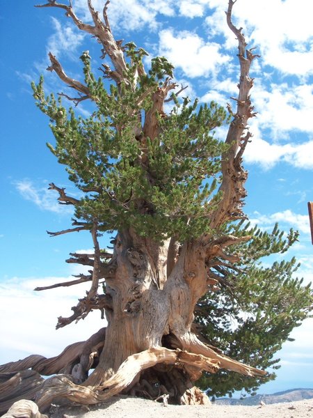 A beautiful, 2000+ year old limber pine; amazing!