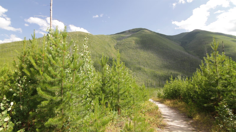 Looking up towards Huckleberry Mountain from the trail.