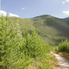 Looking up towards Huckleberry Mountain from the trail.