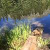 Mt. Tallac reflected in Floating Island Lake.