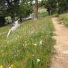 Wildflowers along the trail.