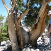 The Bristlecone Grove Interpretive Loop has some great educational plaques.