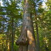 One of many iconic red cedars along the way.