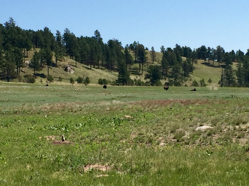 Prairie on Cold Brook Canyon Trail.