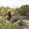 Healthy 4' barrel cactus! This guy has been around a long time!