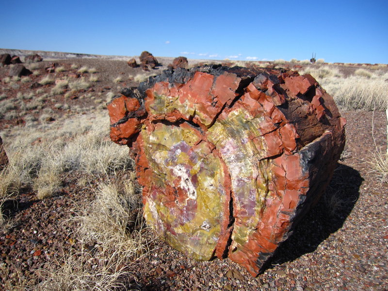 Petrified Wood seen just off the Long Logs Trail.