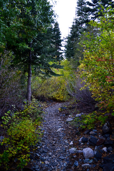 Tight, wooded singletrack on Glen Alpine.