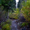 Tight, wooded singletrack on Glen Alpine.