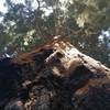 Giant sequoia at Garfield Grove.