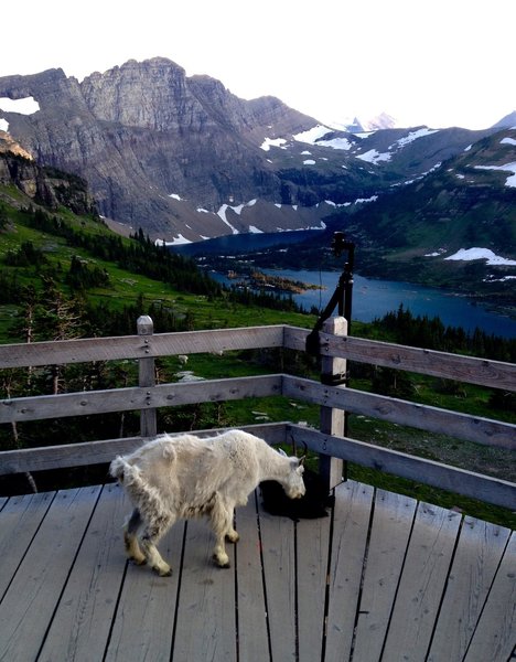 A curious mountain goat makes themself at home at the lookout.