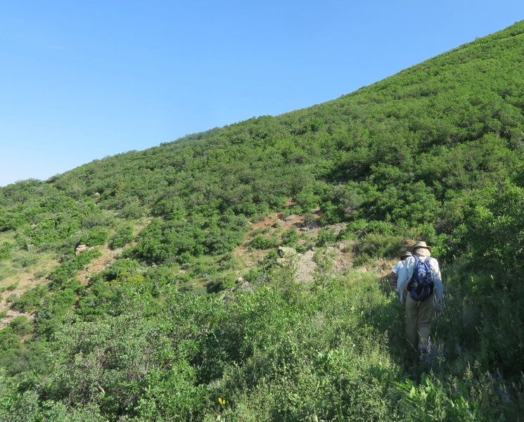 There are open stretches along the trail with BIG views.