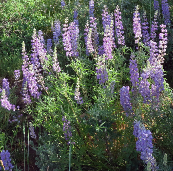 Wildflowers pop with color in late June and early July.